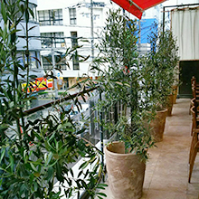 オーダーコーディネートでの観葉植物設置イメージ
