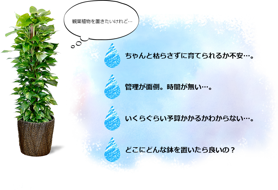 観葉植物を置きたいけれど