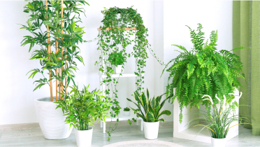 観葉植物の種類が豊富