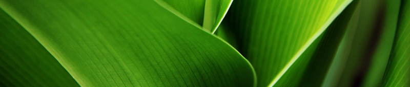 取り扱い観葉植物の紹介