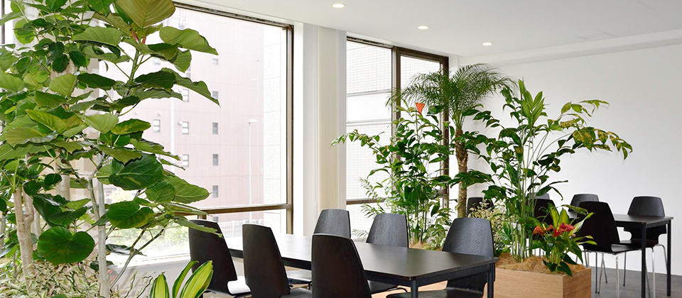 オフィス・店舗向け観葉植物レンタルの百年緑化