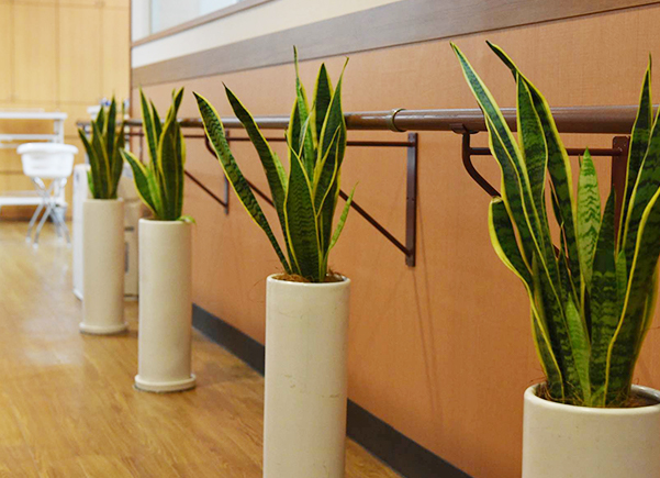 写真：観葉植物