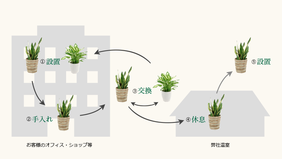 観葉植物「レンタル」のサイクル説明図