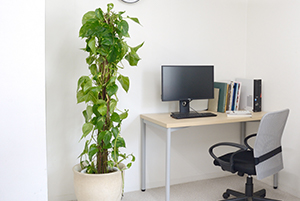 ご不要になった観葉植物を回収致します