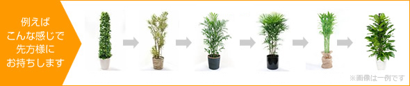 1ヶ月ごとに違う植物をお客様の元へ設置します。