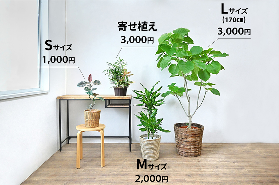 LサイズMサイズSサイズ寄せ植えのサイズイメージ