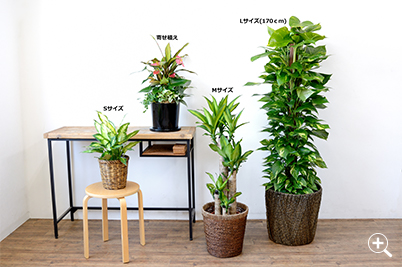 サイズ比較写真