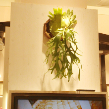 オーダーコーディネートでの観葉植物設置イメージ