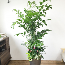 オーダーコーディネートでの観葉植物設置イメージ