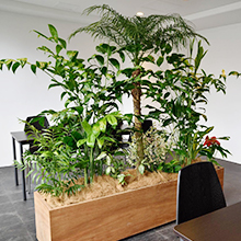 オーダーコーディネートでの観葉植物設置イメージ