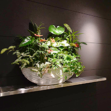 オーダーコーディネートでの観葉植物設置イメージ
