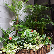 オーダーコーディネートでの観葉植物設置イメージ